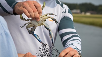 someone pulling a live crab out of their net. What a catch!