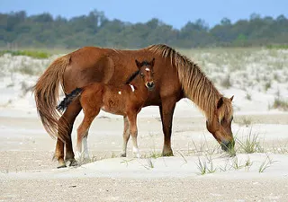 a horse and their mother eating at beach vegetation