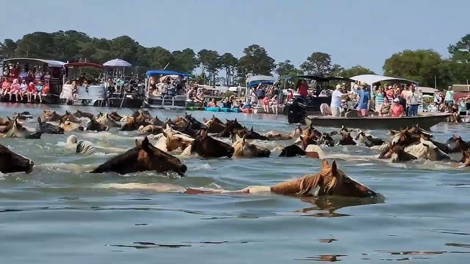 Horses swimming with a boat nearby