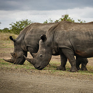 Africa with elephant